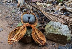 Орех Coco de Mer